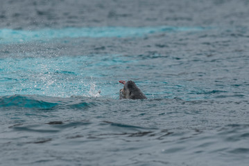 Fototapeta premium Leopard Seal,Hydrurga leptonyx,Antartica