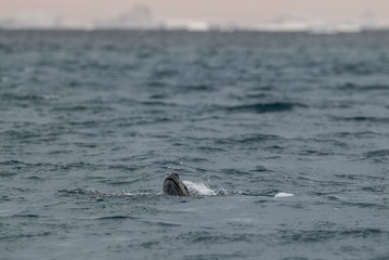 Fototapeta premium Leopard Seal,Hydrurga leptonyx,Antartica