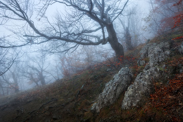 Autumn landscape of foggy forest.