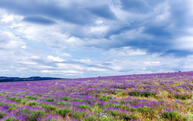 Fototapeta na wymiar Blooming field of lavender, landscape 