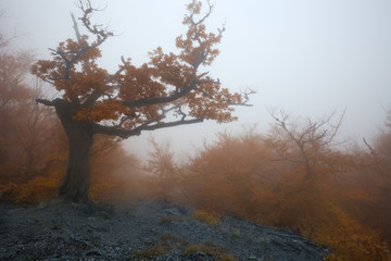 Fototapeta na wymiar Autumn landscape of foggy forest.