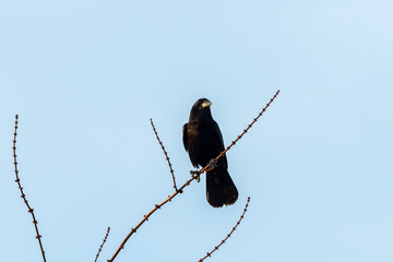 A carrion crow sitting on a small branch