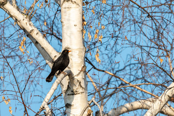 A male blackbird sitting on birch tree in winter