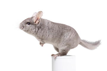 Сute furry chinchilla standing on tube on white background
