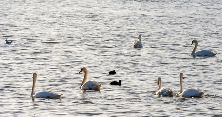 Beautiful white swan with the family in swan lake, romance, seasonal postcard