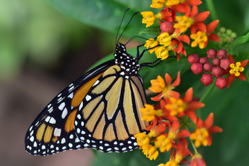Nahaufnahme eines Monarch Schmetterlings an einer Blüte
