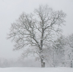 Big oak and snow blizzard