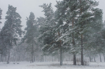 Snowy blizzard in the park