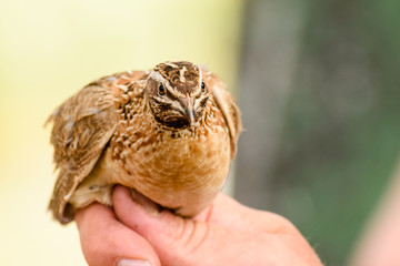 The Japanese quail, Coturnix japonicain hand