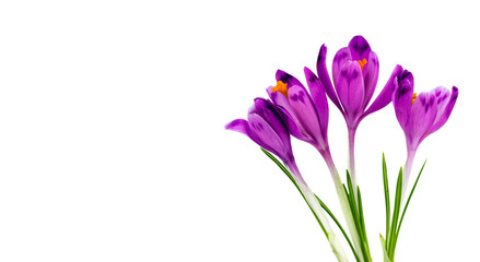 Bouquet of beautiful spring snowdrops flowers violet crocuses on a white background with space for text. Top view