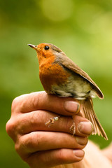Robin redbreast,  Erithacus rubecula, in hand