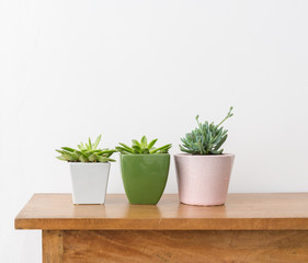 Three succulent plants in coloured pots on wooden table against white wall with copy space (selective focus)