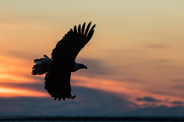 Obraz na płótnie Canvas Bald eagle in Alaska