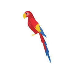 Large red macaw parrot side view isolated on white background