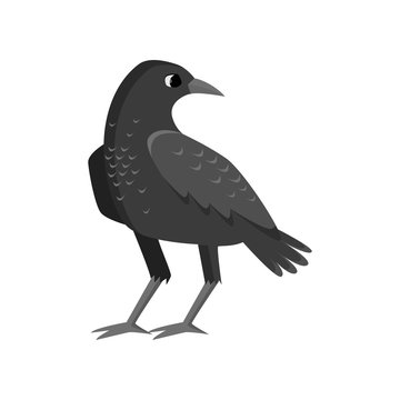 Big rugged black crow isolated on white background