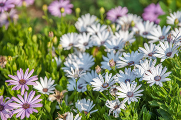 Flowers with white petals