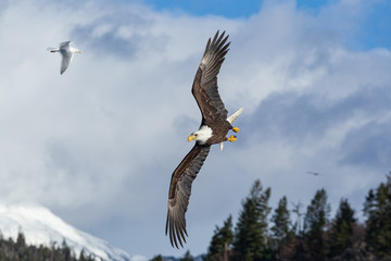 Bald eagle in Alaska