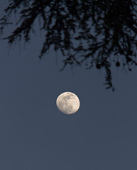 luna di notte © antomat