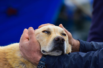 homeless dog taking affection