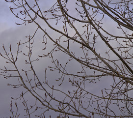 Fototapeta na wymiar tree with cloudy sky in background 