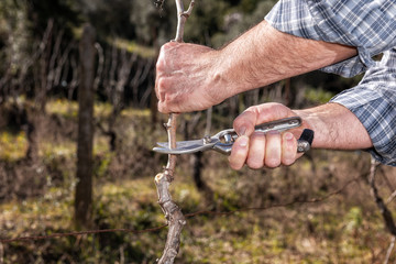 Caucasian farmer winegrower at work in an old vineyard, performs the pruning of the vine with...