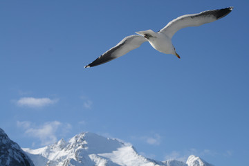  Seagull flying free over snowy mountains in Bariloche, Patagonia Argentina