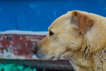 random abandoned dog