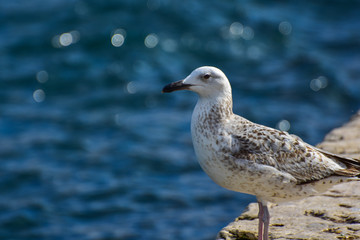 seagull on beach