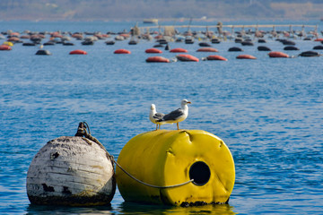 Obraz premium sea gulls in the water