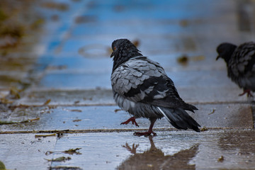 pigeon reflection after the rain