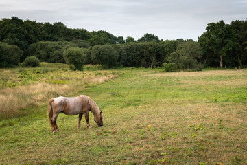Brown horse grazing on a cloudy day in summer
