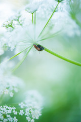 Goutweed flowers and beetle