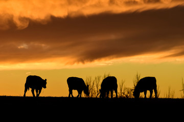 Obraz na płótnie Canvas Cows fed grass, in countryside, Pampas, Patagonia,Argentina