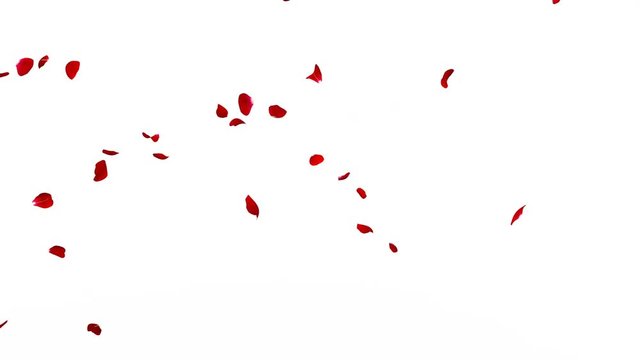 Red rose petals smoothly fly sideways on a white and black background. Alpha channel. The quality of 4K. 60 fps