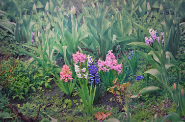 Spring garden. Garden bed of spring flowers blooming. Spring rain. Gardening background.