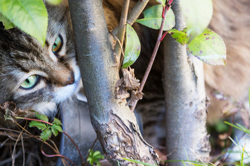 Beautiful furry kitten outdoor, siberian purebred cat in relax in a garden under a plant