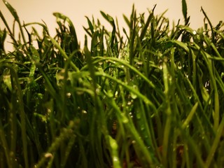 Grass blades covered with water drops (dew on the grass) on a white background.