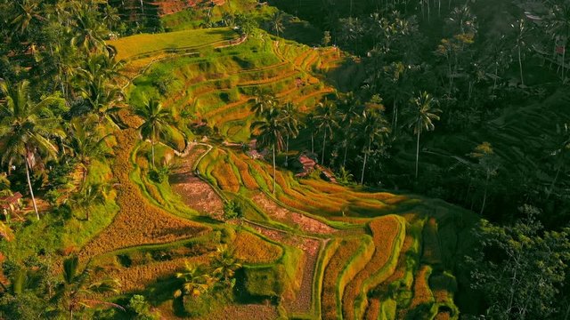 Flying over rice field