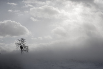 Snow blown fog and sentry tree in farm country of New York State, USA.