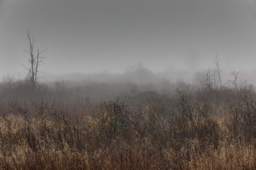 Obraz na płótnie Canvas A misty marsh, New York State, USA