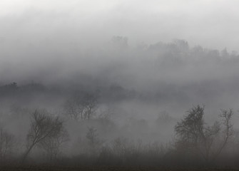 A foggy woodland scene, New York State, USA.