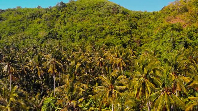 Flying over the jungle