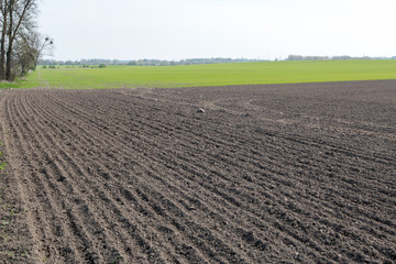  A cultivated field growing out of the ground