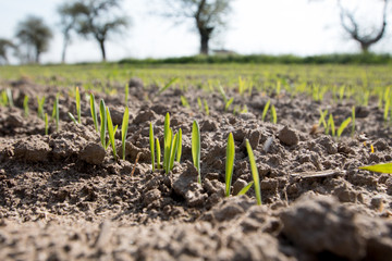  A cultivated field growing out of the ground