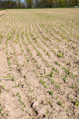  A cultivated field growing out of the ground