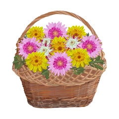 Fototapeta na wymiar Wicker basket with chrysanthemum flowers, vector isolated illustration