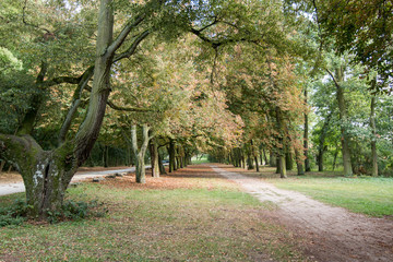 Park in the autumn season