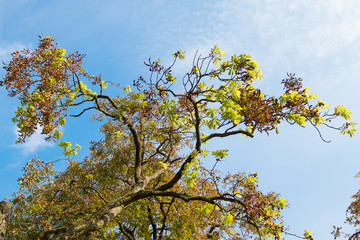 Park in the autumn season