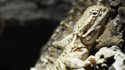 Zwergbartagame