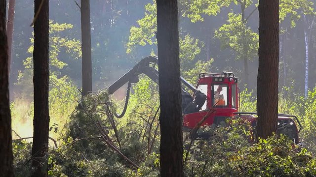 A cut-to-length (CTL) forest harvester. Pine Forest Harvesting Machine. Logging Equipment. The forestry industry. The harvester lumberjack working in a forest. Forest Wheeled Harvesters.
